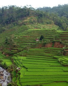 Rice-terraces-in-Java-©mararie1