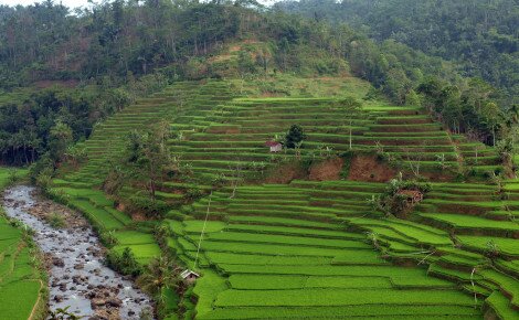 Rice-terraces-in-Java-©mararie1