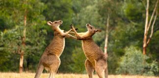 10 curiosidades sobre cangurus Cangurus