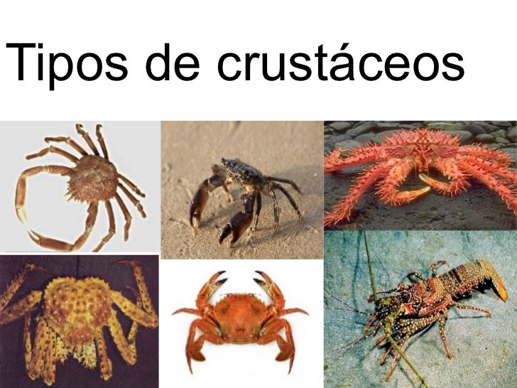 Crustáceo no cardápio Crustáceos